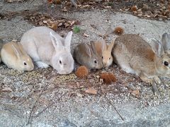 うさぎ島、最高です。