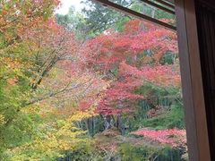 京都めぐり１　園光寺