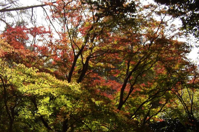 　昨年（https://4travel.jp/travelogue/11307053）、一昨年（https://4travel.jp/travelogue/11194681）と獅子舞谷では見事な紅葉が見られた。しかし、今年は台風の塩害で見られる状態ではなく、最近にはない汚さだ。何とか風の当たらなかった獅子舞谷の谷底あたりに紅葉している楓が何本か見られる程度だ。銀杏の木は葉を全て落としている。これも黄葉して落葉したのではなく、塩害で葉が枯れて落ちてしまったのかも知れない。10日前に大山でも塩害で枯れてしまった木の葉を見ているのであるから、鎌倉の浜から近い獅子舞谷では不安が的中した。毎年獅子舞谷を訪れているという人はすべからく、「例年になく汚い。」「見所がない。」という。それでも、今年が初めての人は綺麗だという。「それなら、来年もまた来てみなくちゃ。」という。ここ獅子舞谷に紅葉狩りに来ている人たちにはリピータが多く、勿論、初めての人もおり、毎年、毎年、獅子舞谷を訪れる紅葉狩りの人の数が増え続けている。大山寺の石段の紅葉が綺麗だといっても、伊勢原駅で何台かのバスを見送って、大山ではケーブルカーを何台も見送った先にある。ハイキングがてらに徒歩でやって来れる獅子舞谷は何と気軽に行ける紅葉の名所であろうか。<br />　異常気象で野菜が乱高下した今年は紅葉にも影響し、それが電車さえ止めた塩害であったということだ。残念なことではあるが、紅葉も台風もいづれも同じ自然現象と思って諦めるしかない。<br />　付け加えると、今日は朝、家を出るときから富士山は霞んでしまっており、建長寺裏山（勝上嶽）からはうっすらと富士山（https://4travel.jp/travelogue/11428650）が見えたが、その後、天園に着いた頃にはすっかり雲の中に架けれてしまっていた。結果。何も見るべきものがなかった。<br />（表紙写真は獅子舞谷底の紅葉）