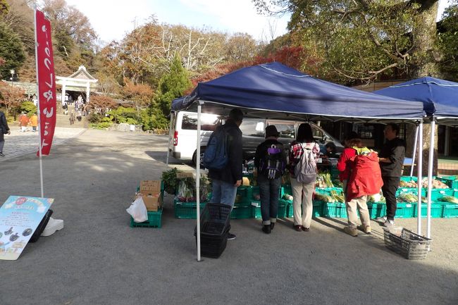 鎌倉宮では露店が開かれている。地元野菜を「朝取れ野菜」として売っている。近所の主婦が野菜を入れた袋を持って帰宅中だったのはここで購入したからか。第一土曜、第二土曜などの土曜日に鎌倉宮では露店市が開かれているということらしい。しかし、駅から遠い地元住民のための露店市であるために、Webなどには掲載がない。2時半頃に家路に着くハイカーの中には家で食べる野菜を物色している人がいるが、そう多くのハイカーが利用するとは思えない。 かつては神奈川県で一番社格が高かった鎌倉宮では骨董市(https://4travel.jp/travelogue/11346858)や地元住民のための露店市が開かれていることを最近になって知ることになった。鎌倉は数えられないほど多く訪れてはいるが、混雑する土日祝日は避けていたから、一番イベントが多い日を避けていたことになる。いつ行っても新しい発見がある鎌倉の町である。(表紙写真は鎌倉宮の露店市)