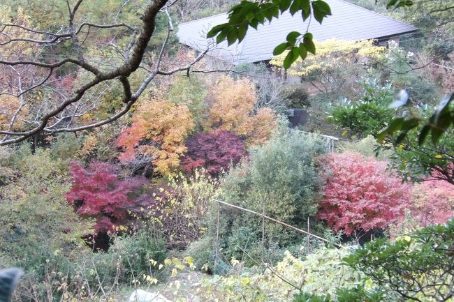 　北鎌倉第六天社の裏山の尾根からは所々に紅葉した木々が見える。長寿寺の紅葉と亀ヶ谷坂切通を挟んだ建長寺塔頭跡（現在は畑）辺りの紅葉だ。この場所は5、6年前ならば年に数人は迷い込む山中の尾根であるが、近年はその数は殆んどゼロになっているであろうか。普通には行けない場所から撮影した通常では見られない紅葉風景なので悪しからず。<br />（表紙写真は扇ガ谷山中から見る北鎌倉の紅葉）