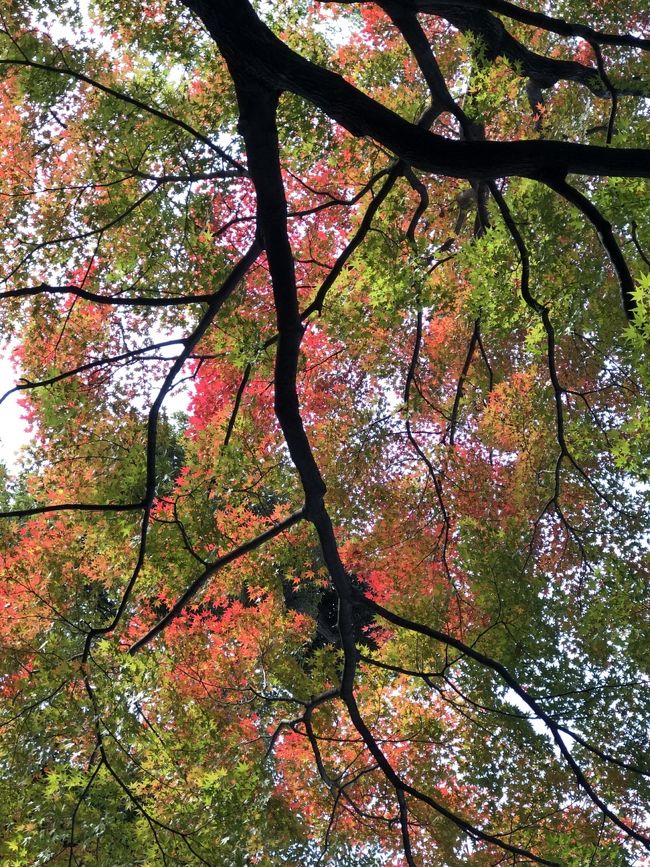 徳川美術館のある徳川園<br />紅葉のきれいな季節になりました。