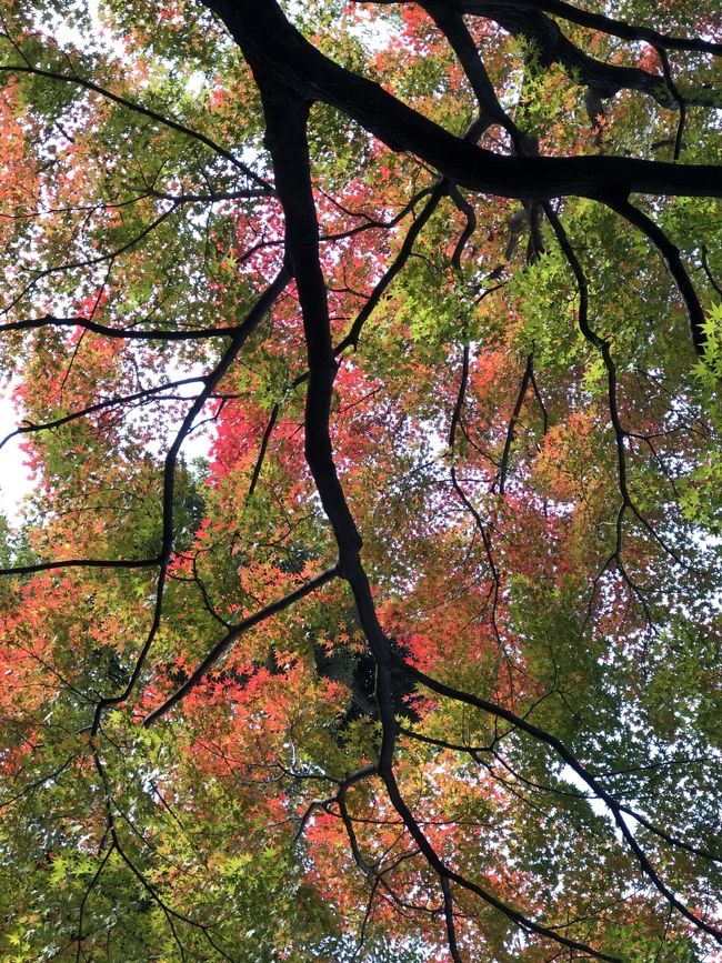 徳川園 紅葉