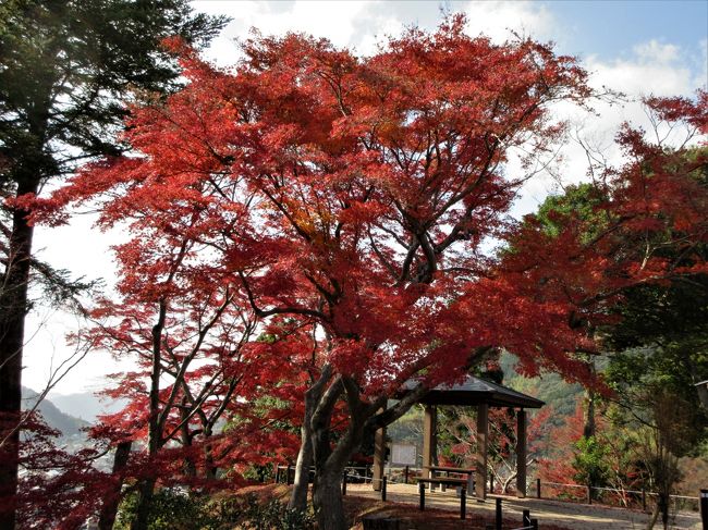 　１２月９日まで山口県立美術館で「没後４００年雲谷等顔展　雪舟を継いだ男」をがあります。<br />ちょうど紅葉シーズンなので美術展を見た後は近くの亀山公園に行きました。<br /><br />隣接しているサビエル教会にもモミジの木がありきれいに紅葉していました。