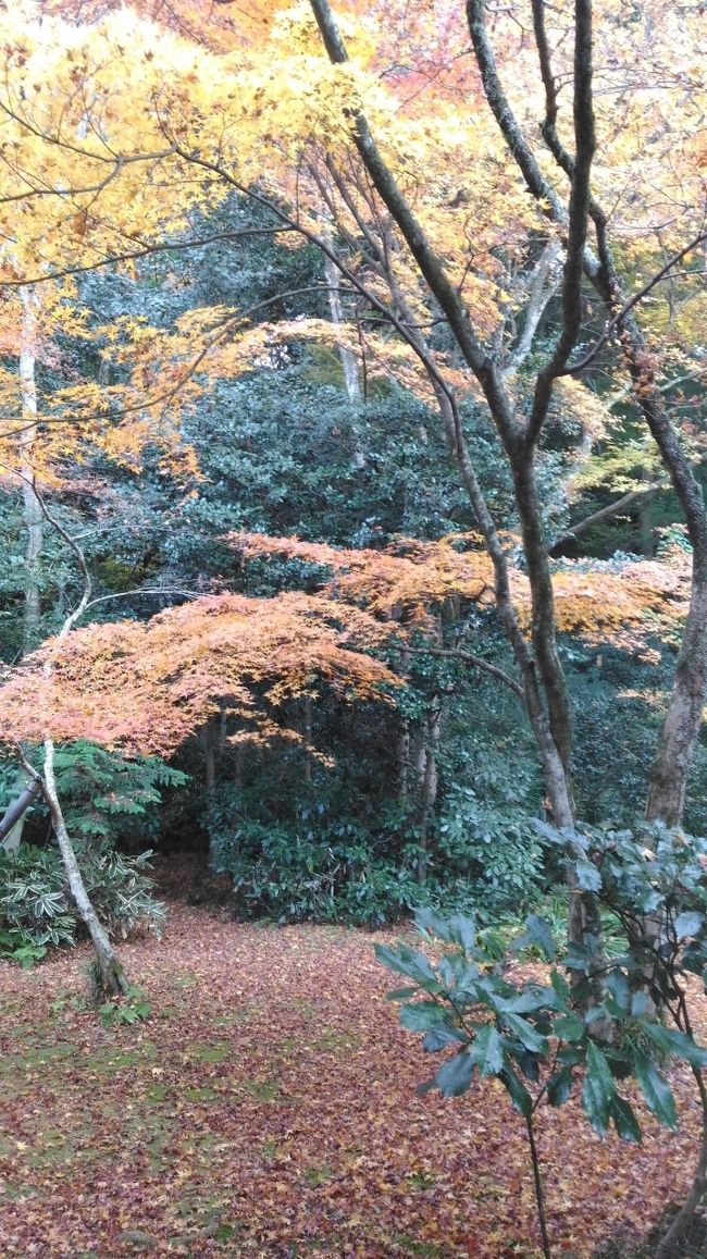 今年の紅葉はどこに行ってもきれいですが、瑞鳳殿の紅葉もきれいでした。瑞鳳寺もなかなか風格があってきれいでした。日本の秋はいいですね。