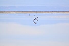 アンデス山脈を越えて、世界最高峰4000m超、天空の砂漠：『アタカマ砂漠』で美しい光景と、薄い空気に、くらくらでへろへろになる旅....#13....アタカマ塩湖、やっと出会えた『フラミンゴ』～（サンペドロ・デ・アタカマ San Pedro de Atacama／チリ）