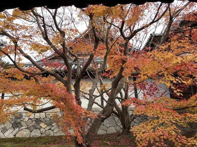 ２日目は朝からバスツアーを予約していたので９時過ぎにはターミナルに着きました。天龍寺・嵐山散策と東福寺紅葉二大名所めぐりをします。<br />天龍寺のモミジも真っ赤に色づいていて綺麗です。竹林を散策しながら紅葉を楽しんでいます。東福寺の紅葉も凄く綺麗です。