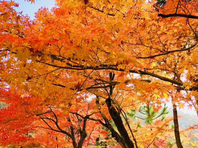 紅葉?真っ盛りのの京都で 誕生日を過ごしたいと思い 平日の奈良 京都を散策。いつもは 休日を利用して行くので混んでいるのだが、平日はほどほどの人混みで 気持ち良くまわれた。<br />1日目 天気がイマイチだったので、奈良に行ってしまおうということになり 奈良線で 東福寺 ~宇治の平等院 ~奈良の興福寺、東大寺、春日大社 奈良公園を1周した。