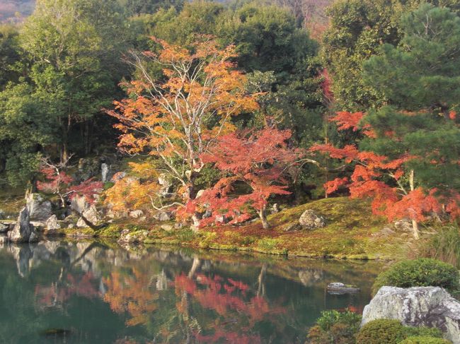 天龍寺は朝7:30の開門と同時に入ると曹源池に映る紅葉が綺麗との事で早朝に自宅を出て阪急電車利用で嵐山駅下車、渡月橋を渡って徒歩15分で天龍寺に到着、開門と同時に曹源池庭園に向かい太陽が差すのを待ちました。<br />当日はPM2.5の影響で太陽の差し方があまり良くなかったのですが何とか撮れ正に見頃の京都の紅葉を満喫しました。<br />天龍寺の見学を終えて直ぐ傍にある嵐電で嵐山駅から西院駅まで移動し　　西院駅から阪急電車に乗り換え河原町駅に到着。<br />河原町から徒歩25分で高台寺～圓徳院と回りました<br />圓徳院のスタッフは皆とても丁寧で北庭の説明も分かりやすく気持ちを和ませてくれるねねの寺でした。