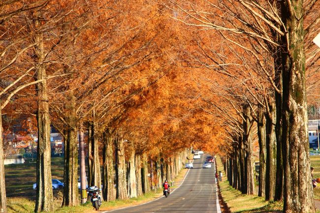 前々から行きたかったんだよね～“メタセコイア並木”の紅葉狩りに。今まで紅葉時期には、山とか寺あたりに行ってて、そこには赤とか黄の鮮やかな色どりがあって確かに綺麗だった。しかしこのメタセコイアは、色は一色で長さ約２．４キロメートルのまっすぐの並木道で、いつもとは少し違った雰囲気と<br />いうことだったので。<br />