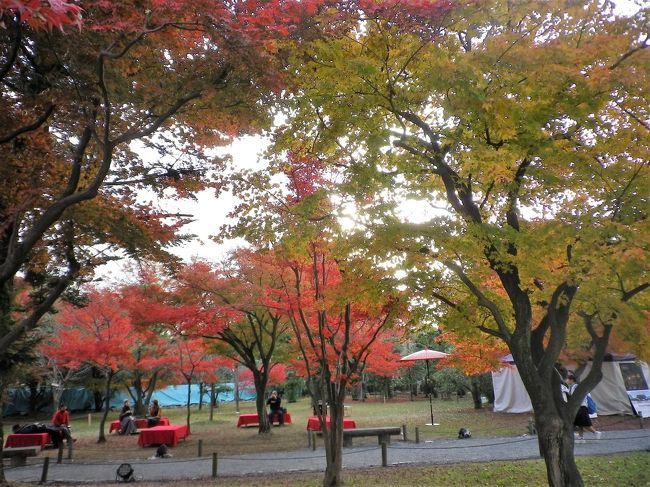 近年の京都市内の紅葉時期は混雑覚悟での外出になります。<br />それでもブラリ~と出かけられる<br />真如堂や京都御苑、植物園へと足を運びますが<br />元離宮の二条城は紅葉のイメージが無く梅や桜の時期に訪ねていますが<br />散歩がてらに行って見ました。<br /><br />※現在、二条城では修理整備が行われている場所があります。<br /><br />