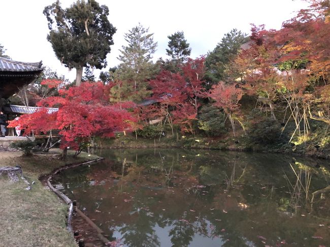 友達と京都旅行を計画して初日は錦市場商店街、高台寺に行く事です。午前中錦市場商店街を散策して一旦ホテルに帰り4時ごろ高台寺に紅葉を見に行きます。京都駅からバスに乗り東山安井で降りて高台寺まで歩いていきます。モミジが凄く色づいていて綺麗です。夜のライトアップまで見て、帰りも同じくバスで京都駅まで移動しました。ライトアップの写真は少なくてごめんなさい。夜の食事は加賀屋京都店でいただきました。(こちらも旅行記投稿予定です)