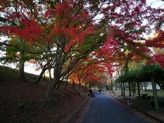 姫路／姫山公園まで紅葉を見に行きました。