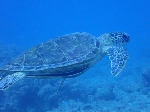 旅の3日目。慶良間諸島チービシでの2ダイブ目はナガンヌ島。美しいケラマブルーの海に抱かれて気持ちのいい海中散歩です。<br />船上で楽しいランチの後は読谷村まで戻ってイナンビシでのダイビング。安定のウミガメさんにご挨拶です。