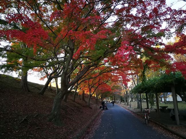 11月後半の3連休に東京から自宅に戻ったので、家から徒歩３０分程の姫路城までお散歩ついでに紅葉を見に行きました。<br />お金使っていないので、見どころは少ないです。