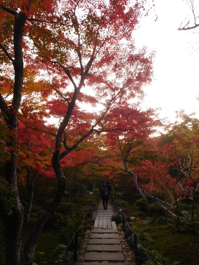 京都に行くのは2010年以来8年ぶり、紅葉の時期は実に9年ぶりです。久しぶりの京都ということでメジャーな寺院ばかり行きました。紅葉の美しさは場所や時刻、日の当たり方によって異なりましたが、久しぶりに見た都の紅葉と寺院の建物、庭園の美しさには絶句するほど感動しました。<br /><br />---------------------------------------------------------------<br />スケジュール<br /><br />  11月23日　自宅－新横浜駅－（新幹線）京都駅－（地下鉄）南禅寺観光 <br />                 －（徒歩）永観堂観光－法然院観光－銀閣寺観光－（バス）<br />　　　　　　圓徳院観光－高台寺観光－河原町周辺　[河原町周辺泊]<br />　11月24日　河原町周辺－（京阪＋叡電）詩仙堂観光－（徒歩）<br />　　　　　　圓光寺観光－曼殊院観光－（叡電＋京阪）東福寺観光－<br />　　　　　（京阪）清水寺観光－河原町周辺　[河原町周辺泊]<br />★11月25日　河原町周辺－（阪急）嵐山駅－（徒歩）渡月橋周辺観光－<br />　　　　　　天龍寺観光－常寂光寺観光－二尊院観光－宝筐院観光－<br />　　　　　　嵯峨嵐山駅－（JR）京都駅－（新幹線）新横浜駅－自宅