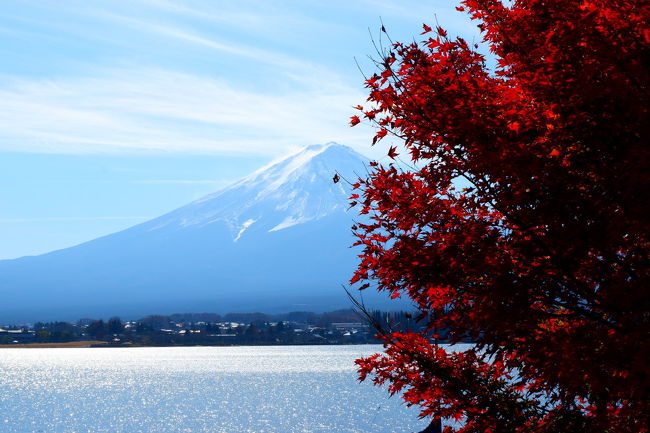 兄が久しぶりに仕事で上京するのに合わせて、家族で河口湖に集合しました。<br />観光はちょびっと、あとは旅館でゆっくりのんびり。<br />滑り込みで河口湖の美しい紅葉も堪能することができました！<br /><br />今回宿泊したのは、『若草の宿　丸栄』さん。初めての利用です。<br />スタッフさんのオモテナシや気遣いがとっても良かった！<br />天気にも恵まれ、大満足の旅になりました。<br /><br />なんせ富士山が大大大好きなワタクシ。富士山の写真ばっかです（＞＜）<br /><br />