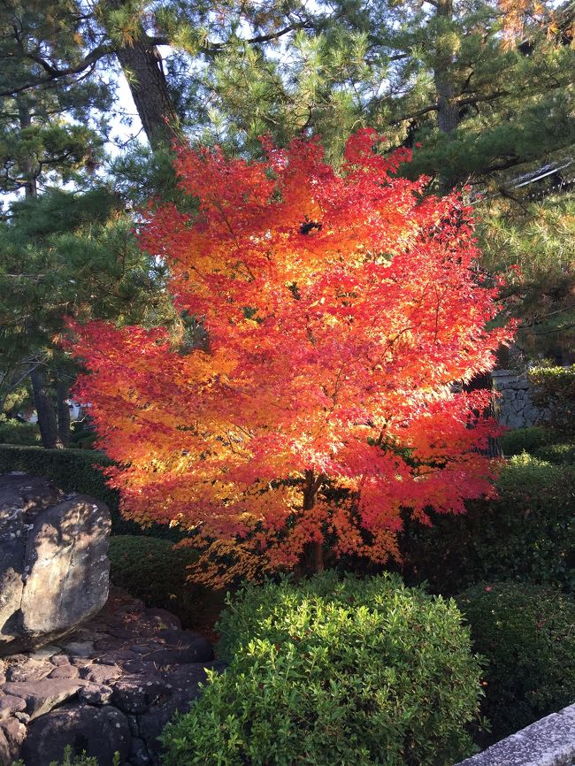 秋の知恩院<br />黒門から入ったら紅葉がキレイでした