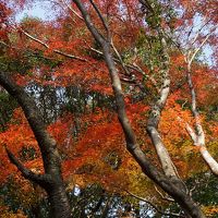 紅葉の寂光院、江南・岩倉から奥三河の花祭りまで（一日目）～紅葉の寂光院から、蜂須賀小六、堀尾吉晴、山之内一豊の出身地、江南・岩倉を巡ります～