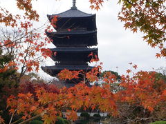 そうだ！京都行こう！！ 見頃を迎えた鷹ヶ峰紅葉めぐり