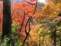 香嵐渓の紅葉・小原町の四季桜・恵那峡の紅葉を訪ねて