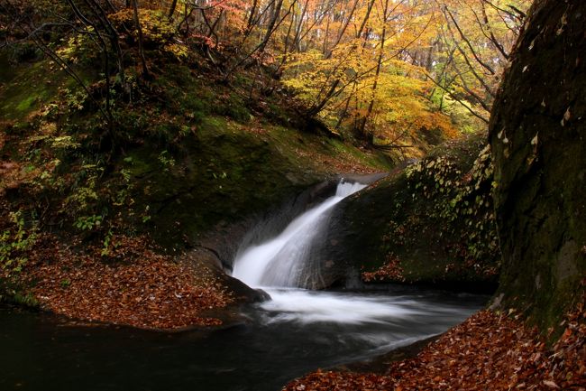 ☆福島県の紅葉は佳境を向かえ紅葉は里山まで降りてきました(撮影は１１/６)。<br />今回の紅葉狩りに選んだのは福島県中通りの最南端の<br />西郷村(にしごうむら)にある阿武隈川の支流、鳥首川の滝群の紅葉です。<br />紅葉観光としては阿武隈川源流に架かる『雪割り橋』が有名ですが<br />その雪割橋近くで阿武隈川に合流するのが鳥首川で<br />西郷村では一帯を『西の郷遊歩道』として整備しています。<br />大きな滝はありませんが美しい滝と紅葉のコラボレーションが手軽に楽しめる<br />お手軽な遊歩道です。