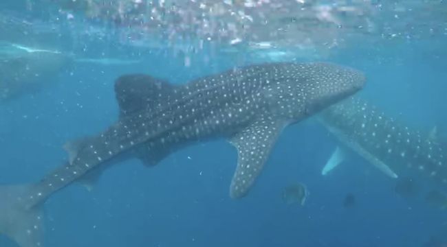 セブ島へ行ってきました セブ島 フィリピン の旅行記 ブログ By Honeybee さん フォートラベル
