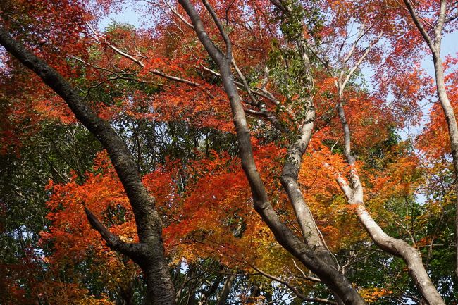 今回の二日間の旅のメインは、明日の花祭り。そうすると一日目はどこを回ろうかと考えて。思いついたのが名古屋から犬山の間の江南・岩倉エリア。ちょっとディープな尾張を探索してみることにしてみました。ただ、それだけではもったいないので、犬山紅葉の名所、寂光院も組み合せれば、これなら立派な内容。例によって、押せ押せの一日となりましたが、意外な見どころにも巡り会って、愛知県を理解するまた新たな分野が開けたような気がします。<br /><br />始めの寂光院は、犬山周辺だけではなく愛知県でも指折りの紅葉の名所。犬山遊園駅から川沿いの道を20分ほど歩いて訪ねました。<br />白雉5年(654年)に孝徳天皇の勅願により建立されたという古刹ですが、参道の石段はまだ新しさも残る感じ。きちんと整備されていて、これなら安心です。その石段に覆いかぶさるように枝を伸ばした紅葉が見事。途中途中で立ち止まりながら、その美しさを楽しみます。枝は高い場所で交差していて、参道の空間は紅葉に包まれたような独特の感覚がありました。また、七福神や赤い帽子やよだれ掛けをした石仏が迎えてくれるもの一興です。<br /><br />その後は、江南・岩倉エリア。蜂須賀小六、堀尾吉晴、山之内一豊といった名だたる戦国大名を輩出した地域なので、もう少し有名になってもいいような気もしますが、なんといっても、愛知県は織田信長に秀吉、徳川家康の三人の圧倒的な天下人を出した県。やっぱり影が薄くなってもやむを得ないかもしれません。<br />
