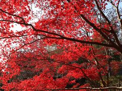 紅葉がふりそそぐ生田緑地