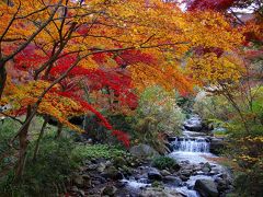 伊豆のＬＡＳＴ紅葉　熱海梅園