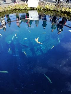 ☆河口湖　ちょっと遅めの紅葉　2018年11月☆　予想外に綺麗な紅葉と富士山