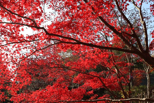 ２度目の生田緑地です。今回の目的は紅葉狩り。パンフレットを参考に、紅葉が見られる場所、前回行けなかった桝形山や西口広場などを回りました。まだ訪れていない場所が多々あり、近々また行きたいです。