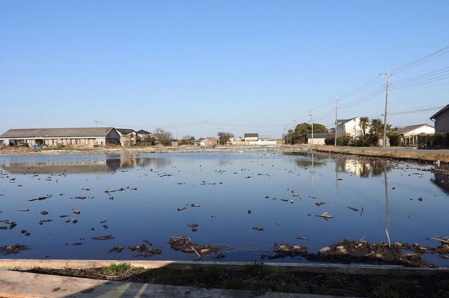 　稲敷市本新の蓮田に、シギ・チドリを見に行ってきました。<br /><br />表紙写真は、稲敷市本新の冬の蓮田風景です。