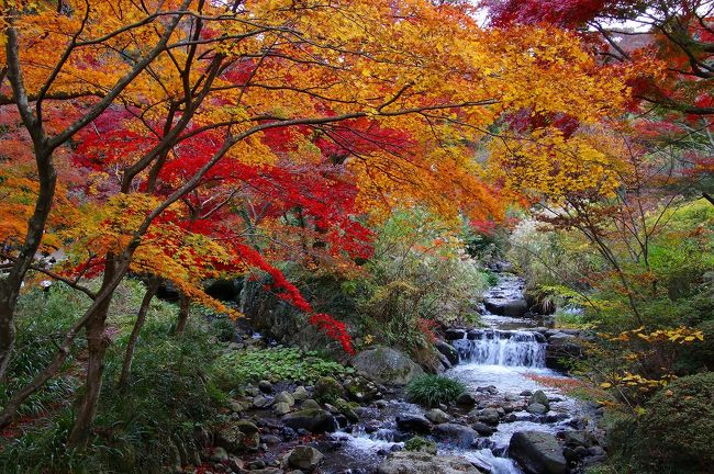 暖かな秋が足早に過ぎ去って１２月に入りました<br /><br />熱海梅園の紅葉は伊豆地方では一番遅い紅葉です<br /><br />そう、ＬＡＳＴ紅葉です！<br /><br />昨日は曇り空でしたが、休日で沢山の観光客で賑わっていました！！<br /><br />熱海梅園の紅葉と来宮神社を楽しんできました！