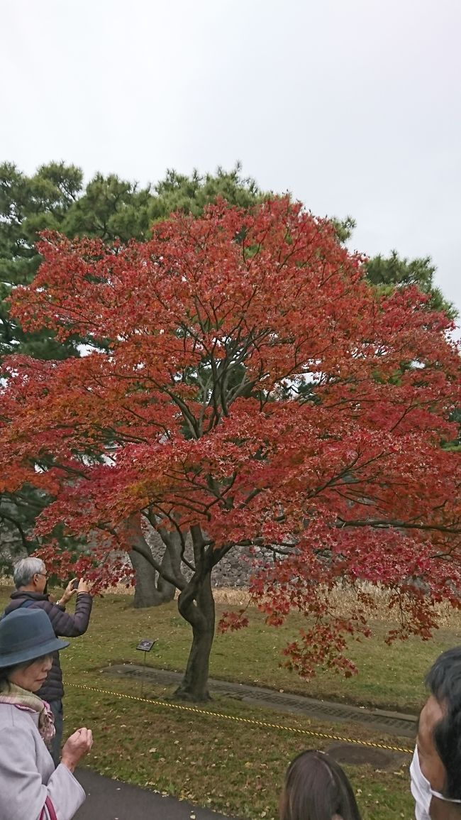 今年も紅葉の季節、乾門通り抜けに行ってきました。今年は、平成最後の催しです。来年はなくなるかも、と、思いながら行ってきました。でも、今年の紅葉はあまりきれいでは有りませんでした。夏が暑すぎたのか、楓も枯れている葉っぱがたくさんあって真っ赤ではなく少し残念でした。