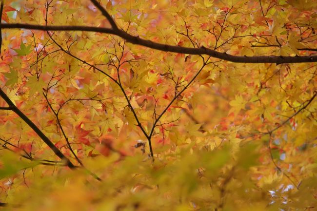2年ほど前にネットで見つけて訪れた竜田川公園。<br /><br />こちらはグラデーションが素晴らしい紅葉をみせてくれます。<br /><br />見頃は過ぎた感じでしたが、まだまだ絶賛紅葉中です～^^