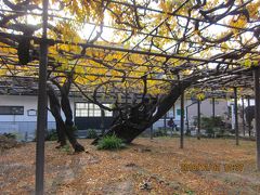 新羽島から羽島市役所前までのハイキング　（神宮神社、中観音堂、千代菊、竹鼻別院）