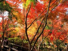 大阪府立花の文化園の紅葉