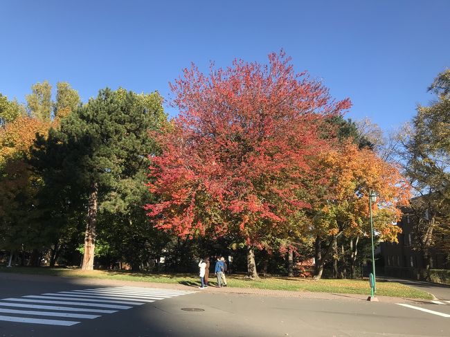 会議のため札幌に3泊滞在した。<br />ホントは郊外に出てみたかったけれど、街歩きで紅葉を楽しんだ。<br />北海道大学キャンパスと、中島公園を歩いた。<br /><br />北の紅葉は、色が鮮やか。<br />背伸びして深呼吸して<br />歩く。