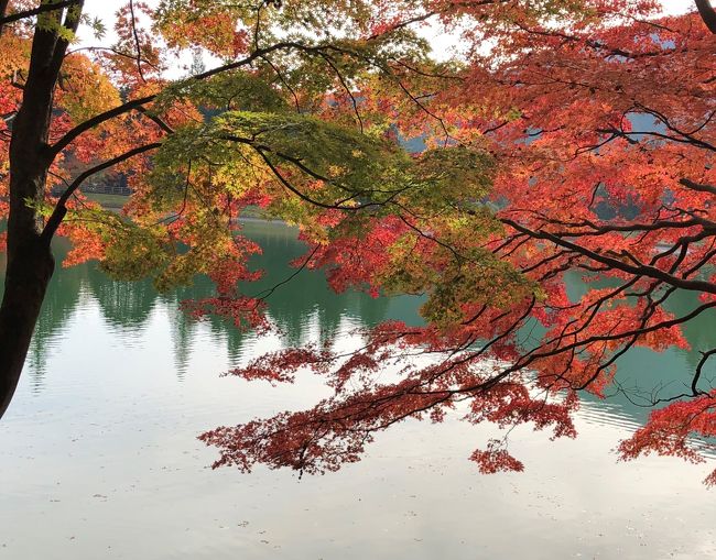 秋からず~っと師走が続いているようで忙しい。<br /><br />蓼科の続きです。<br />我が家の蓼科からの帰り道のルートは2つのいずれか。<br /><br />国道20号で道の駅白州までは同じでその後は<br />①道の駅富士川を目指し、芦川~河口湖~山中湖~道志みちで帰宅<br />②南アルプス市からバイパスに乗り、甲府南インターで高速に乗る<br /><br />今回はちょっと寄り道(^^v<br />山梨県の櫛形山県民の森にあり、櫛形山の中腹にある「南伊奈ケ湖」に寄りました。<br />湖畔の遊歩道はバリアフリーであり、多目的のおトイレも近くにあり<br />安心して湖と紅葉を楽しむことができます。<br /><br />残念だったのはレストランが定休日。(またやっちゃった!)<br /><br />その帰り道 ほたるみ橋公園から上市之瀬の棚田を見る予定でしたが公園は工事中。<br />道路からチラッと見ただけになりましたが、美ヶ原~蓼科~御射鹿池~南伊奈ケ湖~上市之瀬の棚田と1泊2日の絶景の旅となりました。<br /><br />