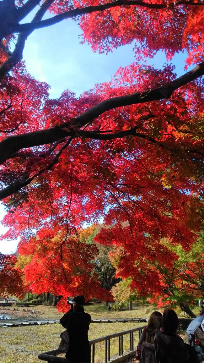 昭和記念公園の紅葉<br />