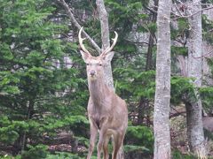 ２０１８　今年のＧＷは座間味ではなく北海道で愛車を放牧　第２弾　知床うろうろして帯広へ編