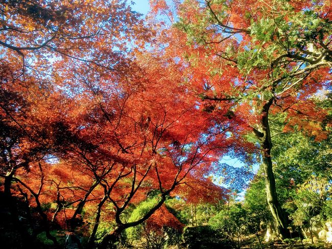 12月4日 所用で五反田に行きました。<br />その際に昼は池田山公園周辺で紅葉を堪能し、夕方は五反田から大崎にかけて冬場に開催される、みんなのイルミネーションを見てきました。<br /><br />池田山公園の紅葉は池の周りはほぼ終わってましたが、丘の上の紅葉はとても綺麗でした。<br /><br />その後、五反田周辺の神社仏閣を見て回り、夕方は目黒川のピンクのイルミネーションの、目黒川みんなのイルミネーションを見てきました。