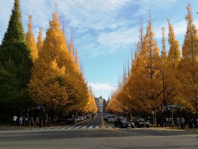12月だというのに最高気温が20度を超えた今日の東京。<br /><br />趣味を楽しんでから、前々から気になっていた神宮外苑いちょう並木に行ってきました。<br /><br />汗ばむほどの良いお天気に恵まれ、黄葉が青空に映えます。<br />赤い紅葉も綺麗ですが、黄葉も良いですね!!