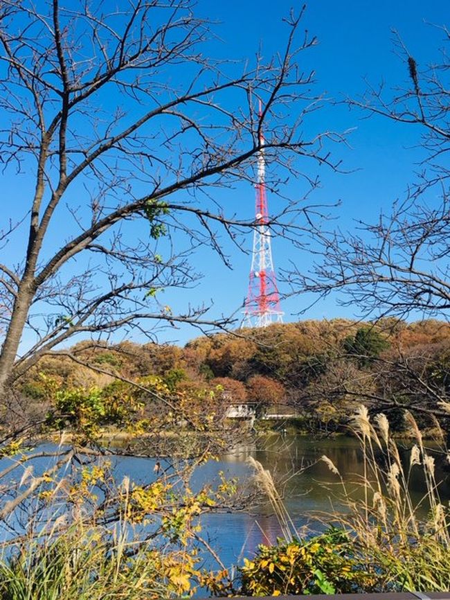 渡り鳥がやって来た県立三ッ池公園に行ってみました！