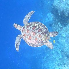 珊瑚の海は絶対肌にいいんだってばパングラオの旅②