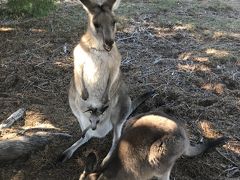 モリセットパークのカンガルー