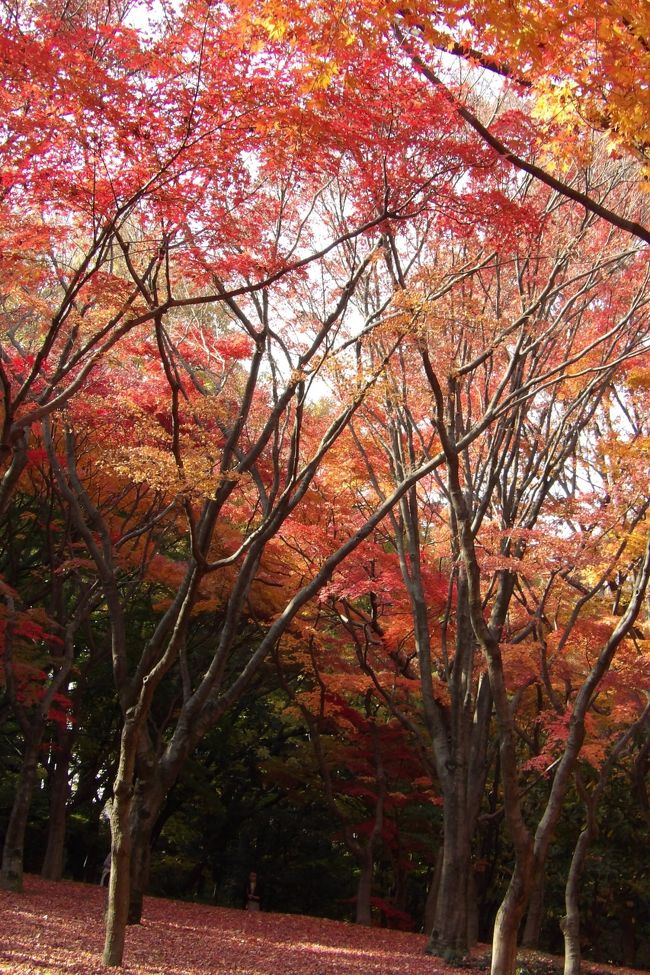 皇居乾門を出ると、道の向こうは北の丸公園である。帰ってから、「今日は都心でも最高気温が23.4℃」というのは、ここ北の丸公園で計測された温度(https://4travel.jp/travelogue/11308585)である。今年(2018年)の冬は木枯らし1号も吹かず、12月だというのに東京23区の練馬では夏日(25℃)を記録した。<br /> 北の丸公園のもみじは例年の美しさだ。塩害とは無縁だったので、カメラを構える人の何と多いことか。皇居乾通りにはない華やかさだ。<br /> 日本武道館前の銀杏も黄葉しているが塩害は受けなかったようだ。<br /> 日本武道館では欅坂46の若月祐美の卒業セレモニーがある。お昼はとっくに回っているのだが、弁当はまだだったので、田安門の上の弥生慰霊堂(https://4travel.jp/travelogue/11083837)で買ってきたおむすびを食べようと思ったのだが、今日はこの公演のために、神社入口は柵で閉鎖されている。神社の上からは武道館北口に入場する人の顔が見えるということで、押し掛けたファンがいて騒ぎになったことがあってこのような処置になっているのだという。仕方がないので、狛犬を挟んで係員の横でおにぎりを食べることを了承してもらい立食いでおにぎりをほうばった。弥生慰霊堂は警視庁や東京消防庁の殉職者を祀る慰霊施設である。時折、制服の警察官やOBと思われる年配の人が柵の横の隙間から入って行く。しかし、私には入場が許可されなかった。20代の若者で、背広姿ではあるが、入社後の年数が経っていないためにここの裏門に配置されているのだろう。愛想も良く、イケメンでもあったので、色々と話しをし、若者も暇潰しに付き合ってくれた。ここ武道館は1万人程度の収容人数であるが、坂道グループだとチケットは直ぐに完売するのだという。「東京ドームは3万人収容ですが、欅坂46なら埋まりますよ。」最近、9,000人だと言われていたのに7,000人しか入らなかったのでドタキャンしたかつての大スターがいたが、所謂、現在のアイドルの集客力は凄いものだ。その後、彼は交代となったが、またもや来たスーツ姿の若者もイケメンである。こうしたイベント関連の仕事をする会社にはイケメンの若者が入社しているのか?集客力があるタレントのコンサートを主催していればチケットも直ぐに完売するということで、会社がガッポガッポと儲かるハズだ。そう考えると入社希望者が多くなり、よりどりみどりで、結果イケメンを揃えられるということかと理解した。2人の若者のどちらにどの話をしたのかは判別できないが、日本ではガラケーとなってしまった理由から天皇陛下(当時は皇太子殿下)と皇后陛下(美智子さま)の出会い話まで、当事者しか知らない話(当事者だったり、当事者から聞いた話)をした。そして、3つ買ってきたおむすびを平らげてしまったので話は終わりにした。<br /> 北の丸公園駐車場の係員のように高圧でいちゃもんを付けてくる不快なやつにも出くわした(結局、もう一人の係員も来て2人が頭を下げて謝ってくれた)が、こうした若者たちにも出会えるのも北の丸公園の武道館のおかげか。下世話な言い方をすれば、乾門の中で出会う宮内庁職員や皇宮警察護衛官と乾門の外で出会う施設の職員や警視庁警察官とでは生まれや育ちが違うということだ。<br />(表紙写真は紅葉したもみじ林)