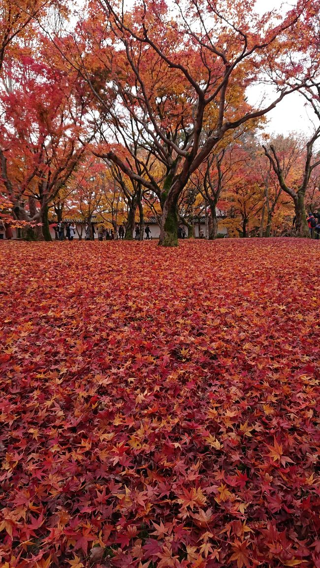    JTB旅物語の「2018秋 ザ・ベストオブ京都3日間」に参加して、紅葉の京都を楽しんできました。手頃な値段で紅葉名所を効率良く回ってもらえますが、団体ツアーなのでマイペースでの見学とはなりません。しかし団体ツアーの最大メリットの優先入場を利用して、長蛇の列に並ぶことなく、入場待機時間のない拝観・見学ができました。<br />   今年は暖かかったので色づきは遅くなるだろうと予想し、ツアー設定一番最後の12月1日～3日に予約しました。土日にかかり混雑が心配されましたが、それほどの混雑にも会わずに綺麗な紅葉が見え、満足な旅行となりました。<br />  下手な、紅葉の赤色ばかりの写真になってしまいましたがご勘弁ください。<br />