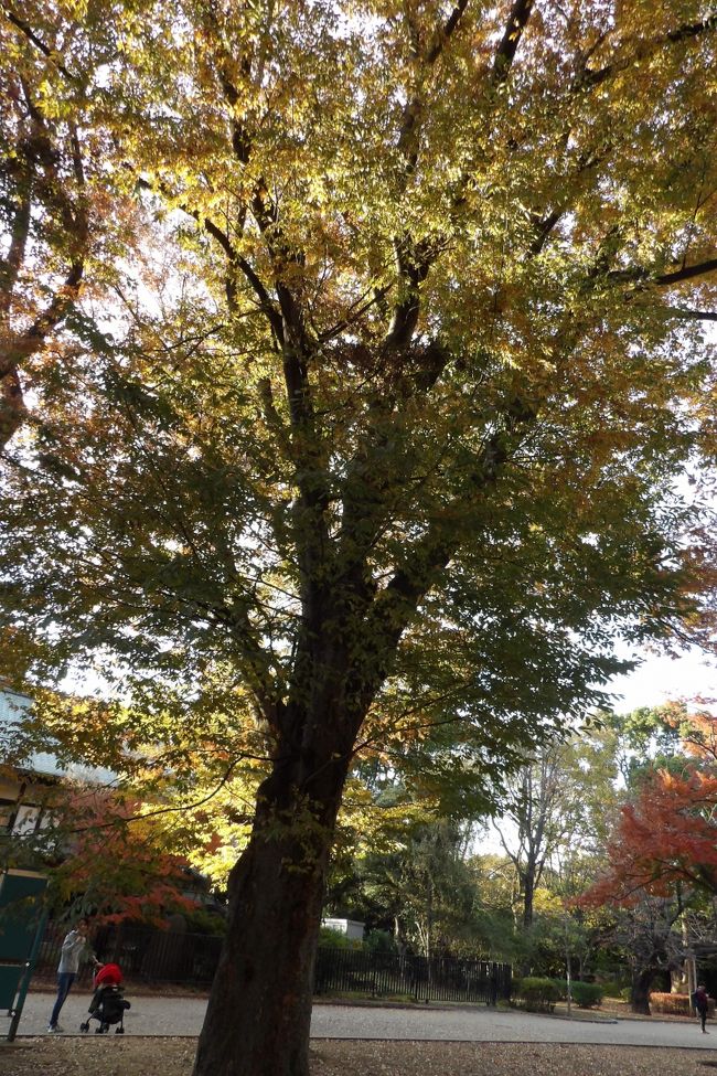 上野公園では銀杏の黄葉した葉が南風に吹かれて舞っている。落葉の時期だ。路面には相当葉が積もって黄色の絨毯になっている。しかし、神宮外苑の銀杏並木ほどではない。特に、清水堂前の銀杏の木と国立科学博物館前の銀杏の木は人気のようだ。あるいは、上野の清水堂前にも十月桜が開花しており、写真を撮っている人垣ができている。<br /> しかし、今日の南風で落葉が進んでいるようだ。これまでは木枯らし1号が吹いて、北風で落葉するものだが、今日のように20℃を越える気温の中で南風を受けて落葉するのを目にすることも珍しいだろう。<br /> それにしても銀杏の黄葉が落葉し切ってしまわないと紅葉した木々の落葉は始まらない。間違いなく、今年の紅葉は例年になく遅いのだろう。<br />(表紙写真は黄葉が進む木立)